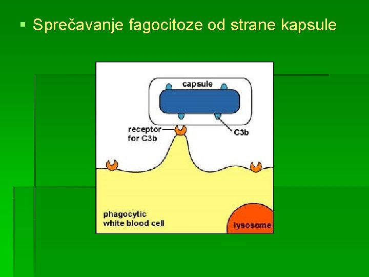 § Sprečavanje fagocitoze od strane kapsule 