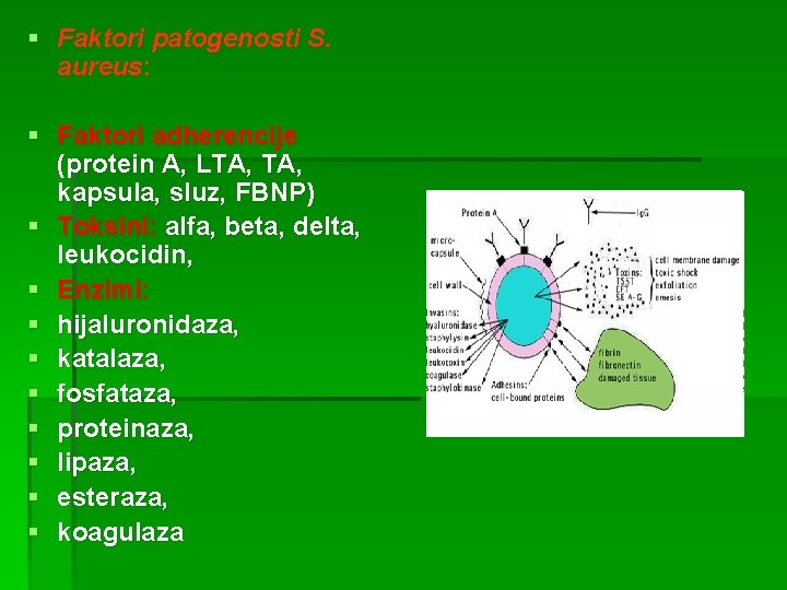 § Faktori patogenosti S. aureus: § Faktori adherencije (protein A, LTA, kapsula, sluz, FBNP)