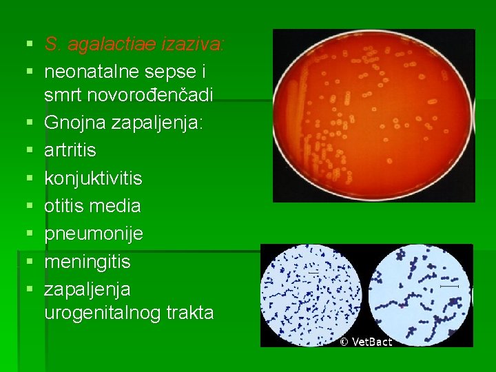 § S. agalactiae izaziva: § neonatalne sepse i smrt novorođenčadi § Gnojna zapaljenja: §