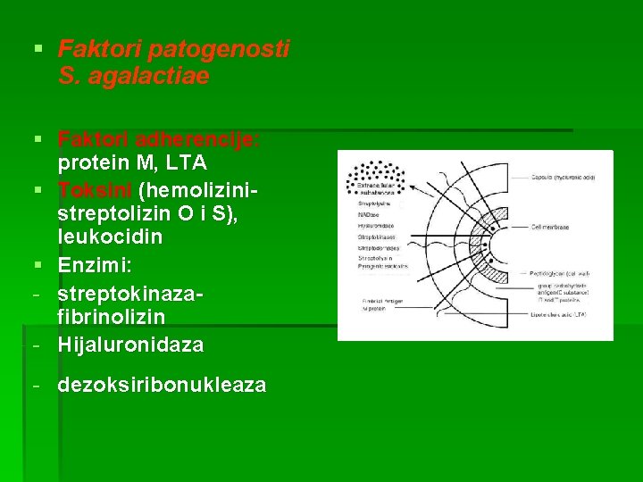 § Faktori patogenosti S. agalactiae § Faktori adherencije: protein M, LTA § Toksini (hemolizinistreptolizin