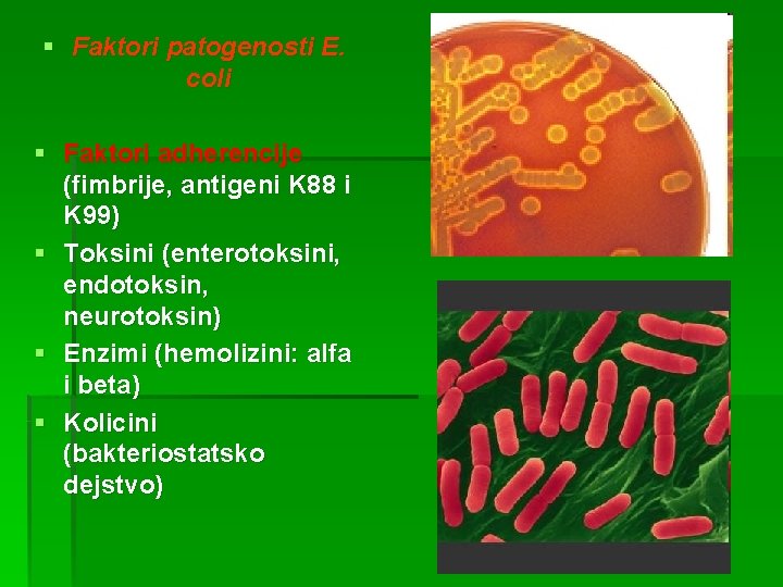 § Faktori patogenosti E. coli § Faktori adherencije (fimbrije, antigeni K 88 i K