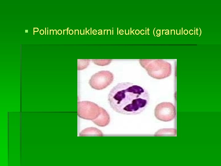 § Polimorfonuklearni leukocit (granulocit) 