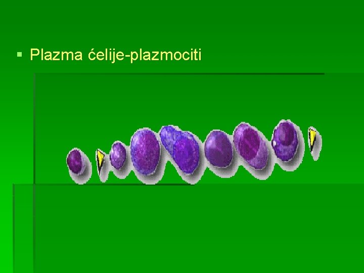 § Plazma ćelije-plazmociti 