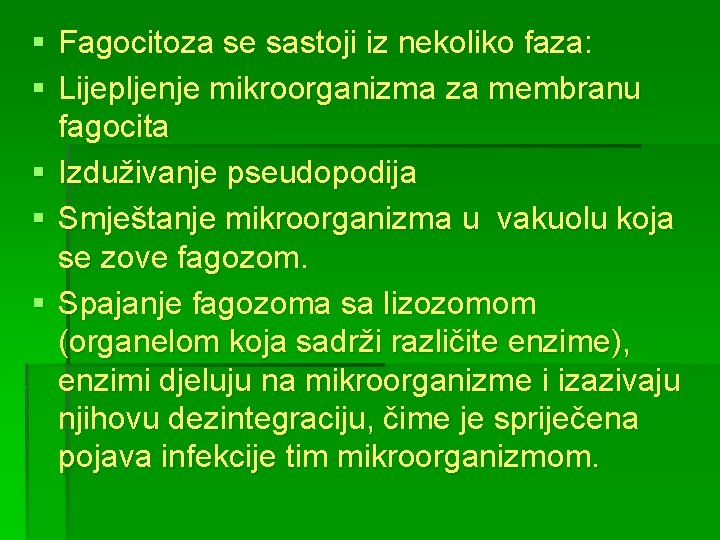 § Fagocitoza se sastoji iz nekoliko faza: § Lijepljenje mikroorganizma za membranu fagocita §