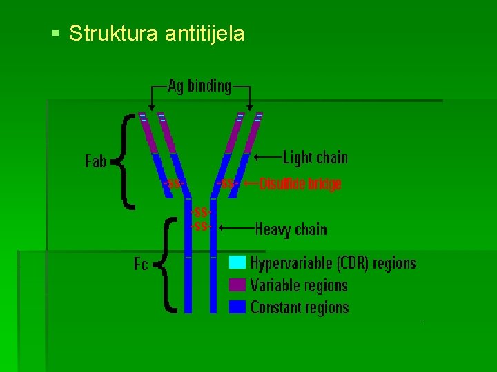 § Struktura antitijela 