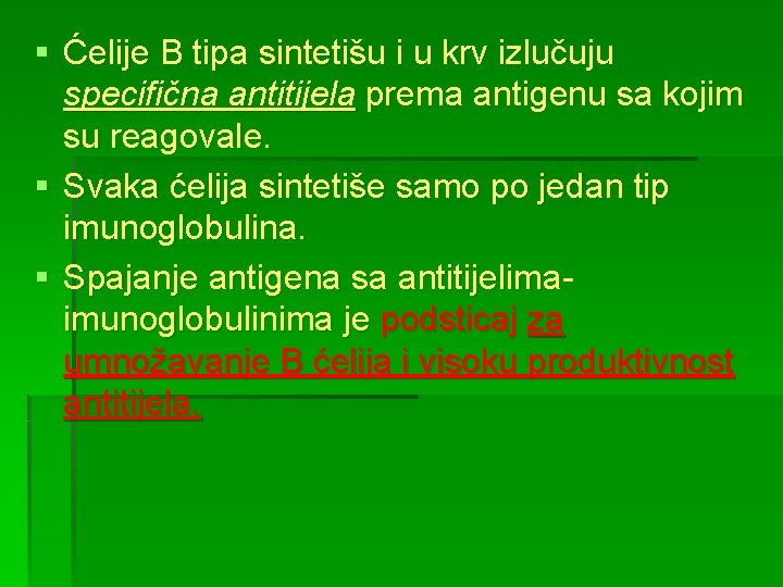 § Ćelije B tipa sintetišu i u krv izlučuju specifična antitijela prema antigenu sa