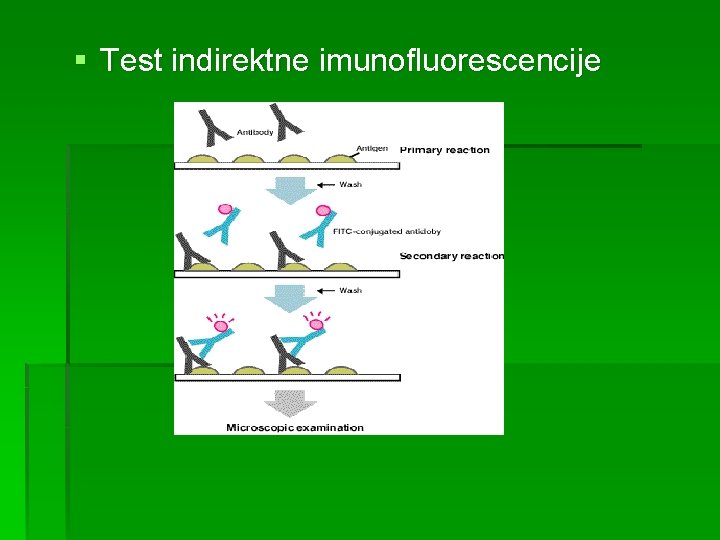§ Test indirektne imunofluorescencije 