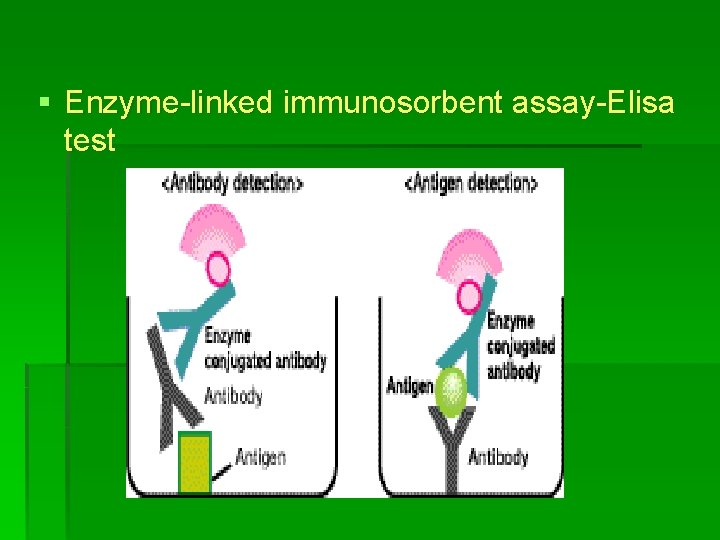 § Enzyme-linked immunosorbent assay-Elisa test 