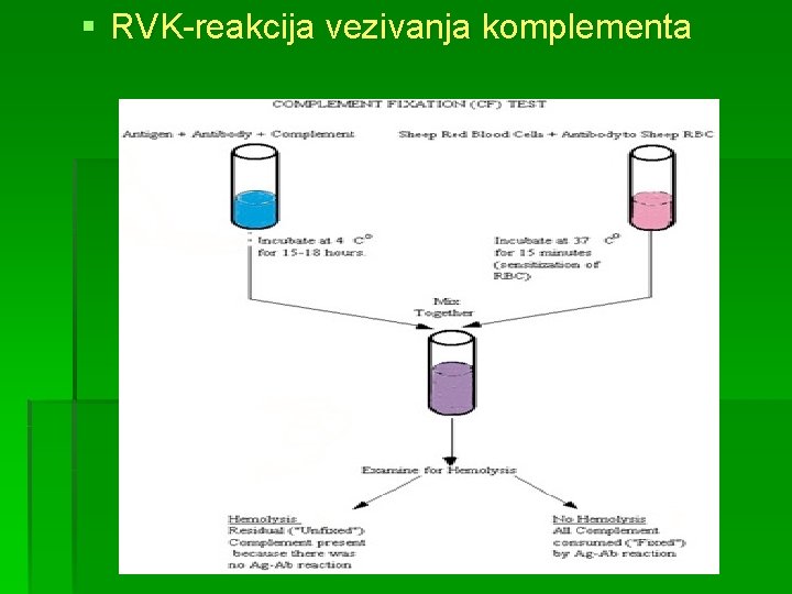 § RVK-reakcija vezivanja komplementa 