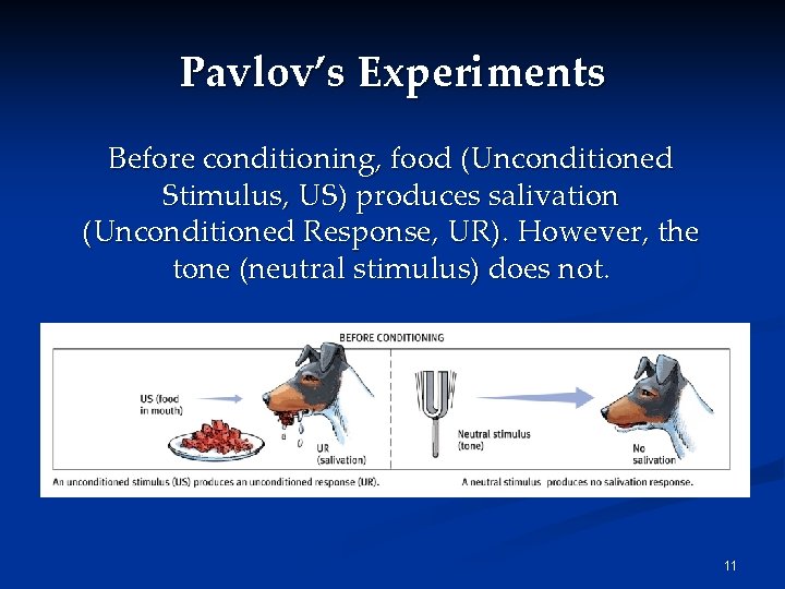 Pavlov’s Experiments Before conditioning, food (Unconditioned Stimulus, US) produces salivation (Unconditioned Response, UR). However,