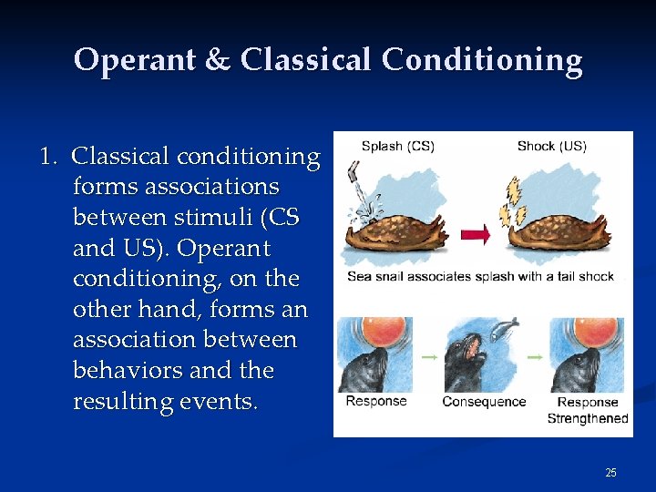 Operant & Classical Conditioning 1. Classical conditioning forms associations between stimuli (CS and US).