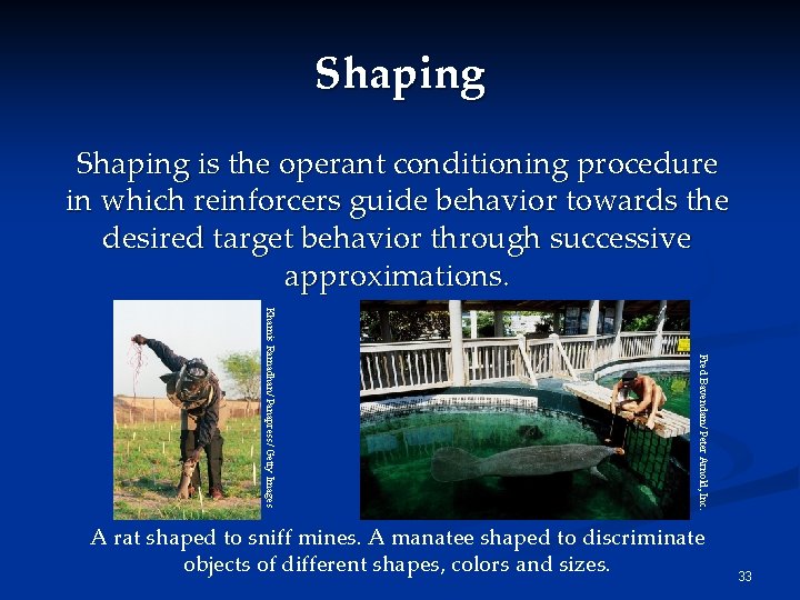 Shaping is the operant conditioning procedure in which reinforcers guide behavior towards the desired