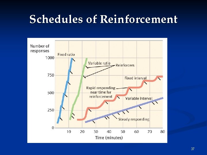 Schedules of Reinforcement 37 