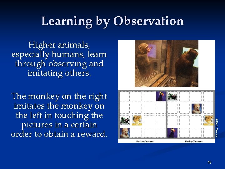 Learning by Observation © Herb Terrace Higher animals, especially humans, learn through observing and