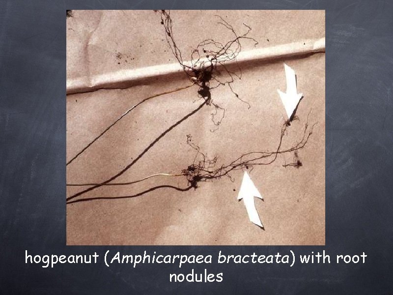 hogpeanut (Amphicarpaea bracteata) with root nodules 