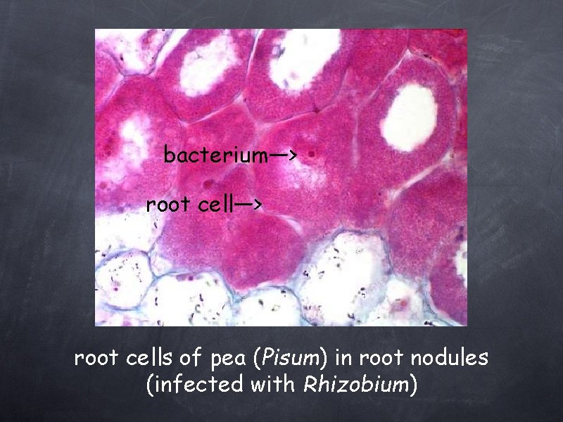 bacterium—> root cells of pea (Pisum) in root nodules (infected with Rhizobium) 