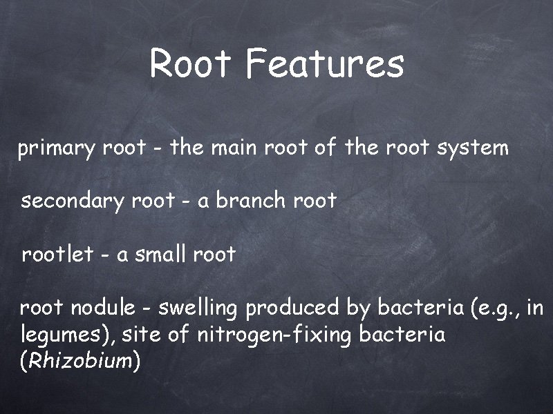 Root Features primary root - the main root of the root system secondary root