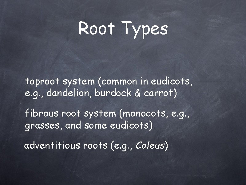 Root Types taproot system (common in eudicots, e. g. , dandelion, burdock & carrot)
