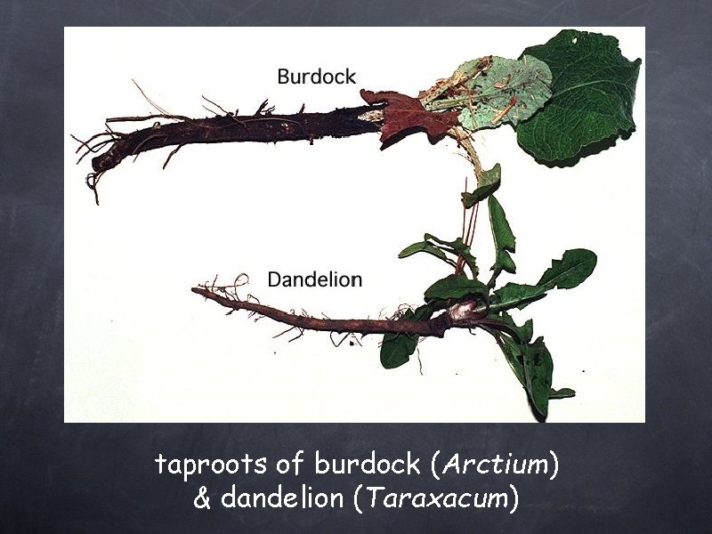 taproots of burdock (Arctium) & dandelion (Taraxacum) 