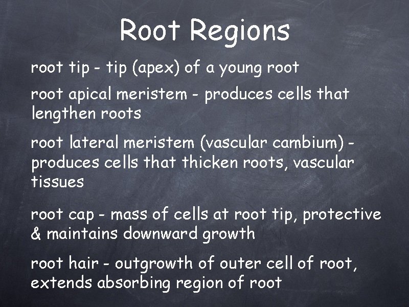 Root Regions root tip - tip (apex) of a young root apical meristem -