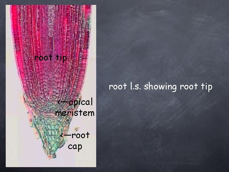 root tip root l. s. showing root tip <—apical meristem <—root cap 
