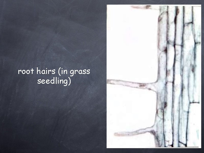 root hairs (in grass seedling) 