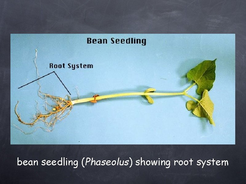 bean seedling (Phaseolus) showing root system 