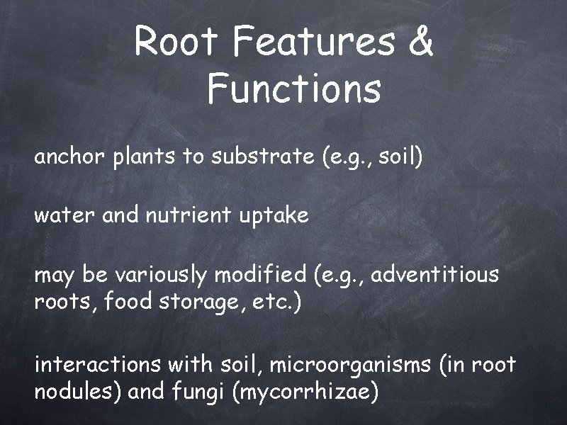 Root Features & Functions anchor plants to substrate (e. g. , soil) water and