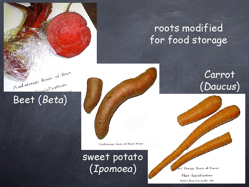 roots modified for food storage Carrot (Daucus) Beet (Beta) sweet potato (Ipomoea) 