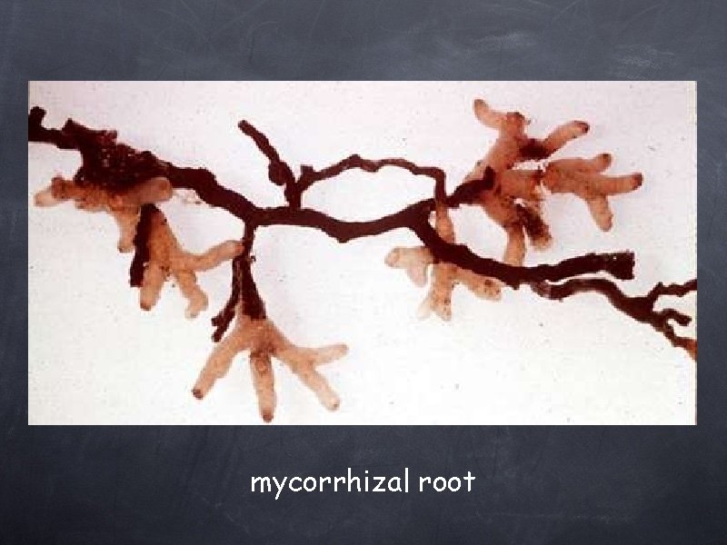 mycorrhizal root 