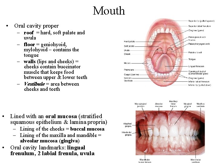 Mouth • Oral cavity proper – roof = hard, soft palate and uvula –