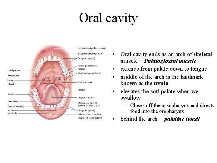 Oral cavity • Oral cavity ends as an arch of skeletal muscle = Palatoglossal