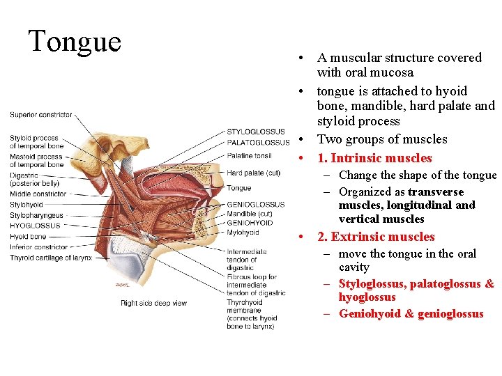 Tongue • A muscular structure covered with oral mucosa • tongue is attached to