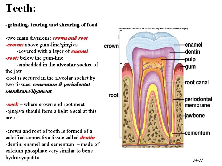 Teeth: -grinding, tearing and shearing of food -two main divisions: crown and root -crown: