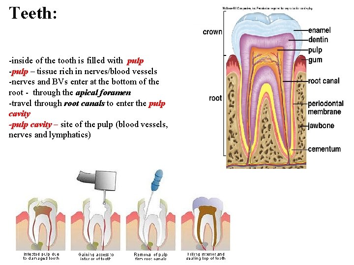 Teeth: -inside of the tooth is filled with pulp -pulp – tissue rich in