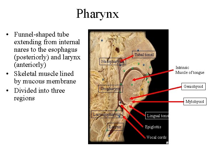 Pharynx • Funnel-shaped tube extending from internal nares to the esophagus (posteriorly) and larynx