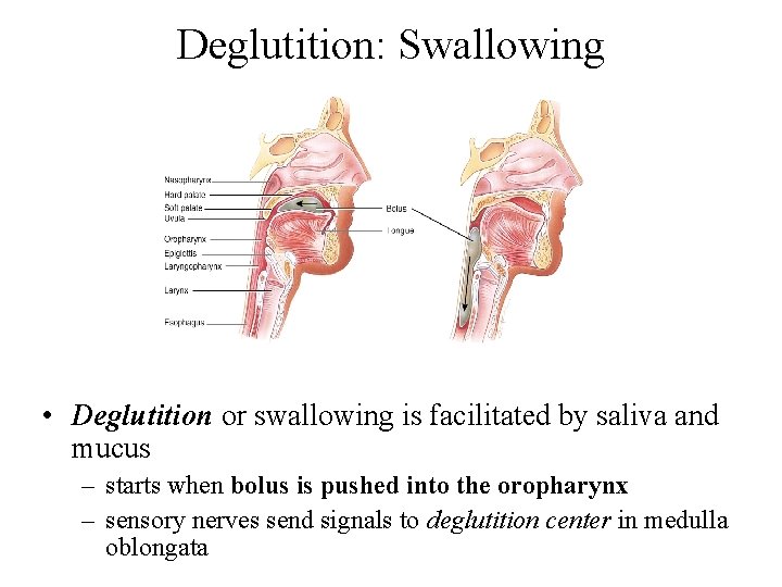 Deglutition: Swallowing • Deglutition or swallowing is facilitated by saliva and mucus – starts