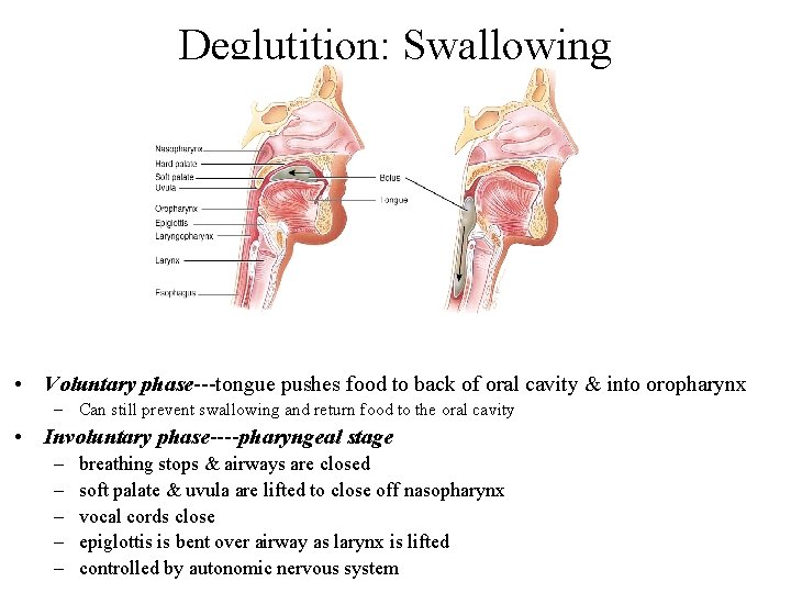 Deglutition: Swallowing • Voluntary phase---tongue pushes food to back of oral cavity & into