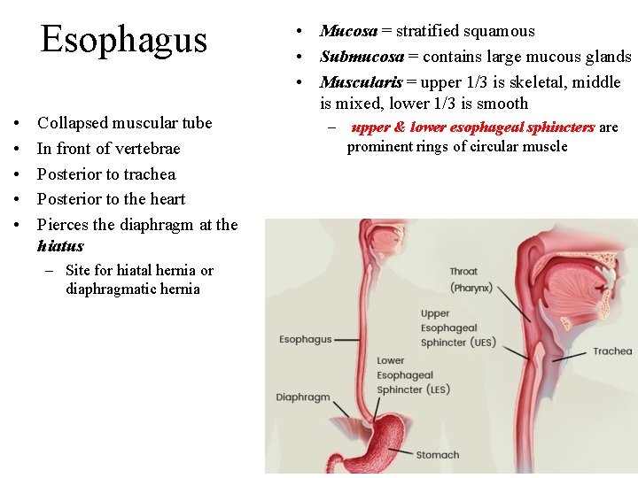 Esophagus • • • Collapsed muscular tube In front of vertebrae Posterior to trachea