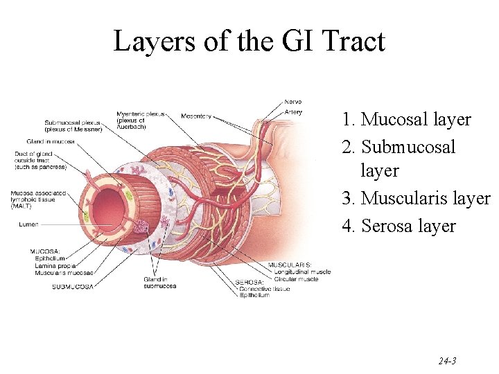 Layers of the GI Tract 1. Mucosal layer 2. Submucosal layer 3. Muscularis layer