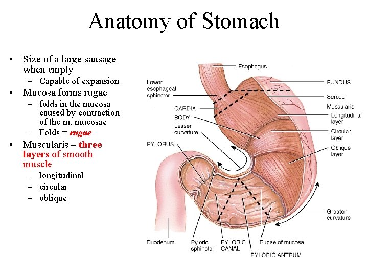 Anatomy of Stomach • Size of a large sausage when empty – Capable of