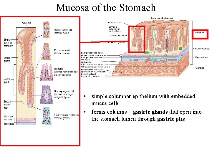 Mucosa of the Stomach • simple columnar epithelium with embedded mucus cells • forms