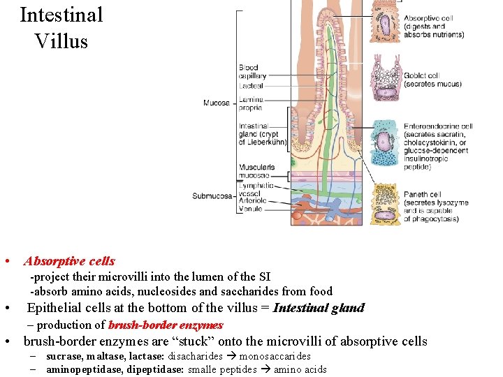 Intestinal Villus • Absorptive cells -project their microvilli into the lumen of the SI