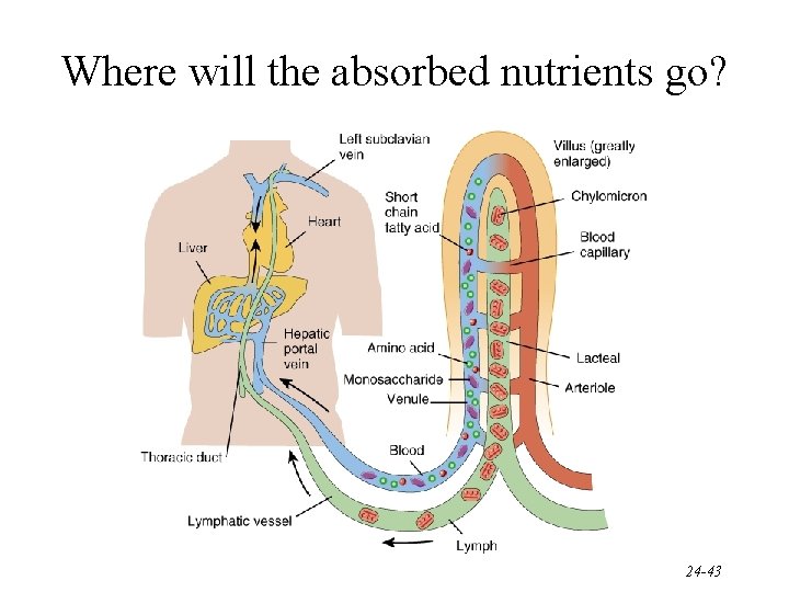 Where will the absorbed nutrients go? 24 -43 