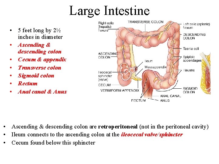 Large Intestine • 5 feet long by 2½ inches in diameter • Ascending &