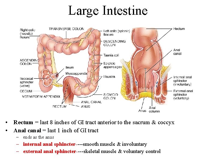 Large Intestine • Rectum = last 8 inches of GI tract anterior to the