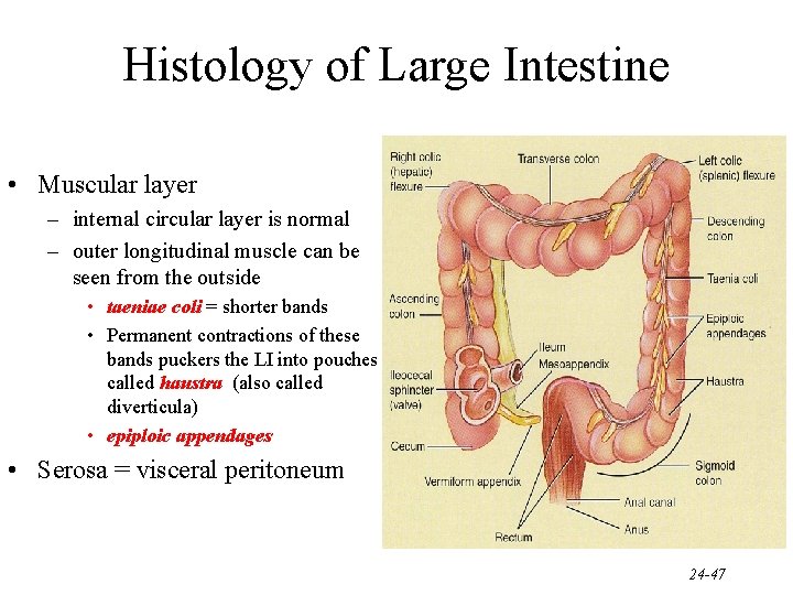 Histology of Large Intestine • Muscular layer – internal circular layer is normal –