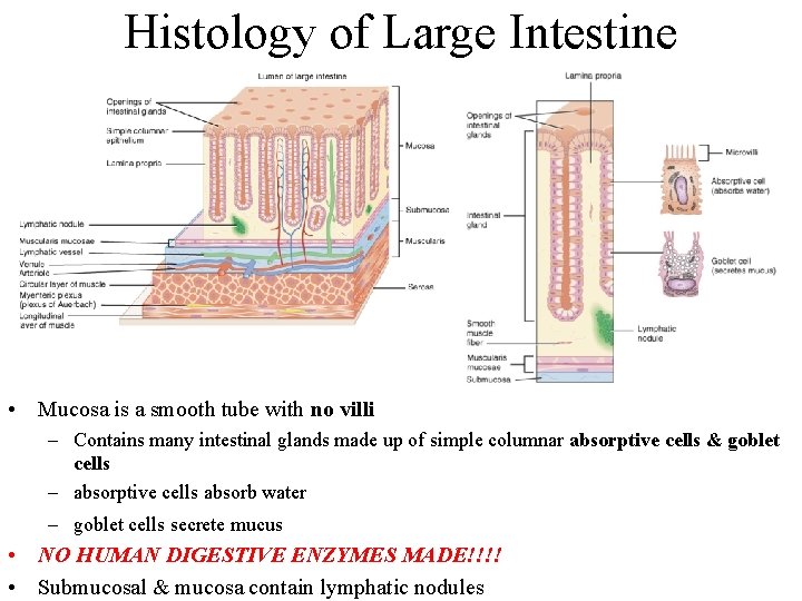 Histology of Large Intestine • Mucosa is a smooth tube with no villi –