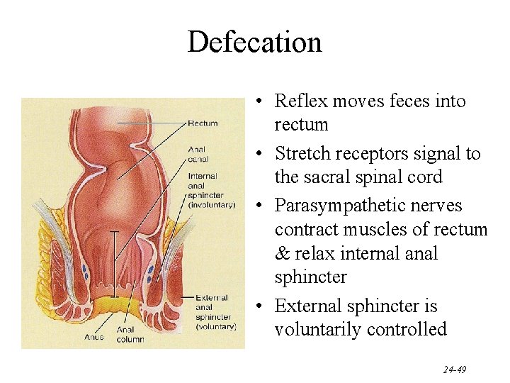 Defecation • Reflex moves feces into rectum • Stretch receptors signal to the sacral