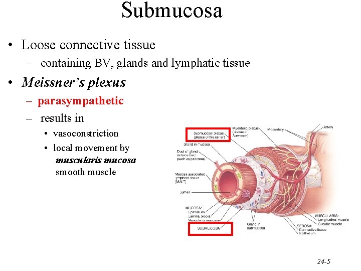 Submucosa • Loose connective tissue – containing BV, glands and lymphatic tissue • Meissner’s